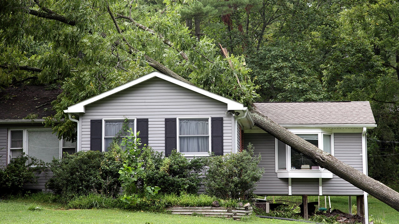 Who Bears the Cost of Fallen Tree Removal in Florida? Unpacking Liability and Responsibility